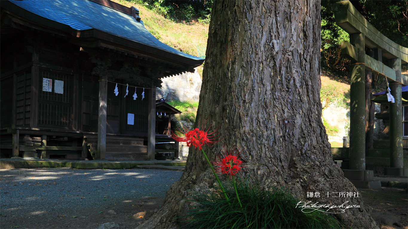 鎌倉十二所神社のヒガンバナ 壁紙