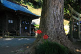 鎌倉十二所神社の彼岸花