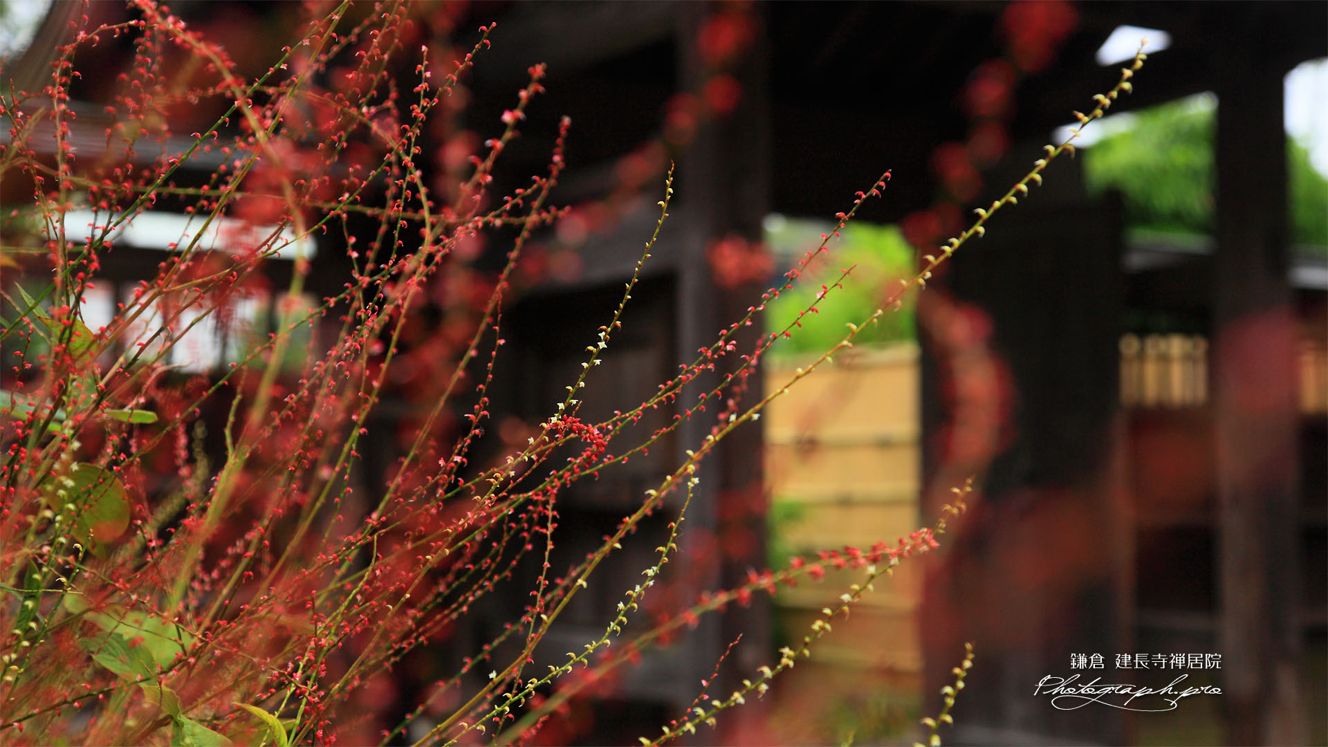 建長寺禅居院のミズヒキ