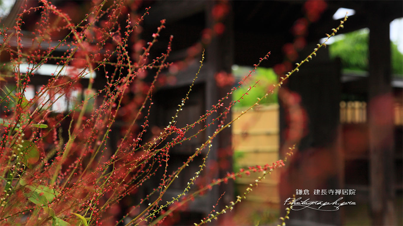 建長寺禅居院のミズヒキ 壁紙