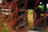 建長寺禅居院のミズヒキ