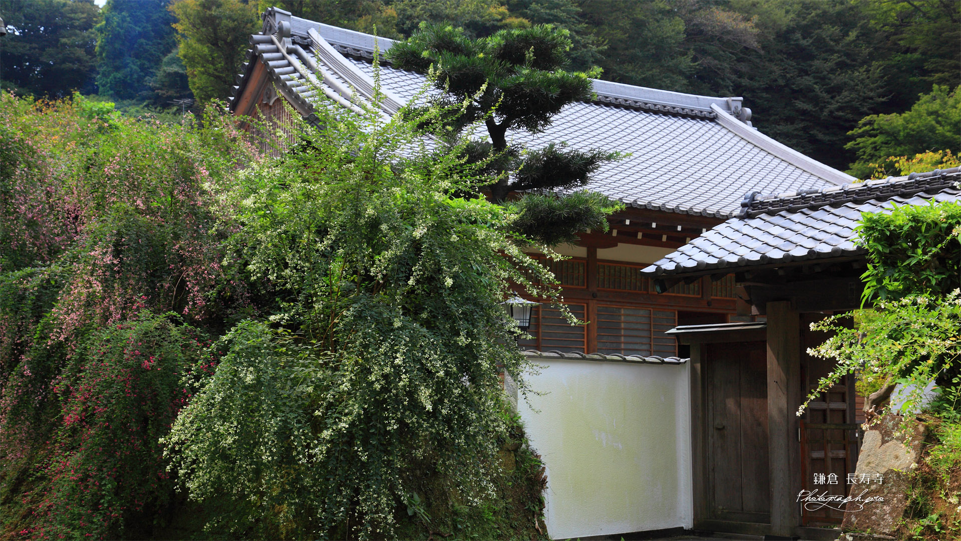 鎌倉長寿寺 ハギと本堂