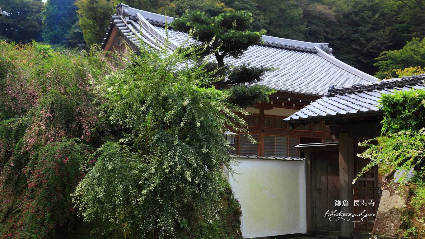鎌倉長寿寺 ハギと本堂 壁紙