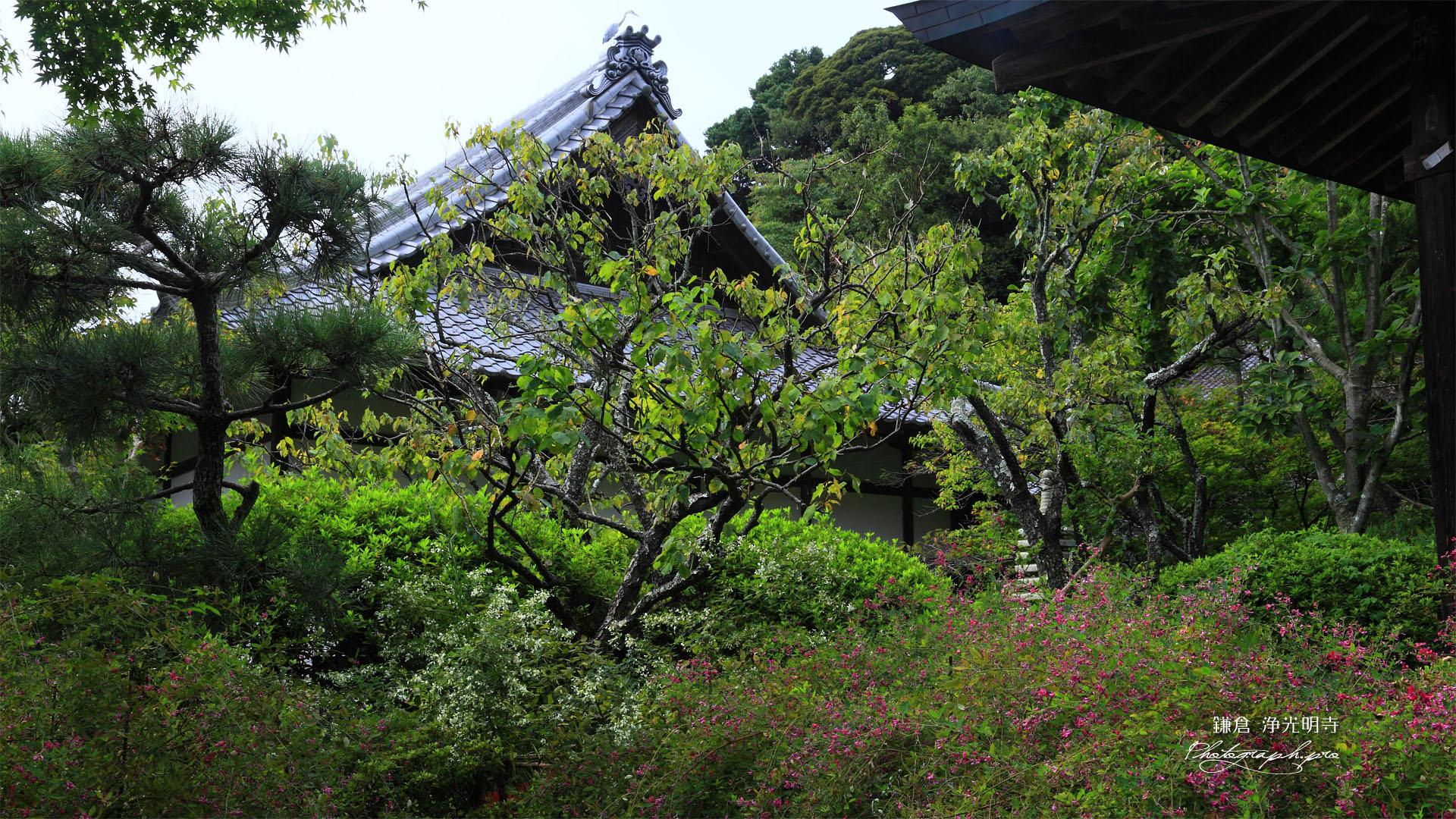 鎌倉浄光明寺 ハギとサギ