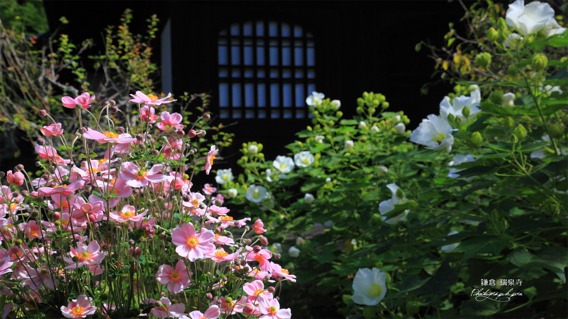 瑞泉寺 秋明菊と芙蓉