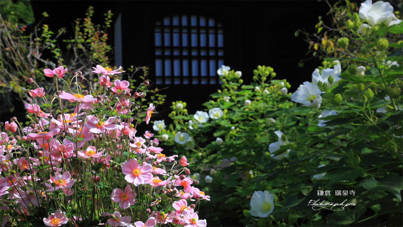 瑞泉寺 秋明菊と芙蓉 壁紙