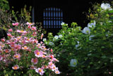 瑞泉寺 秋明菊と芙蓉