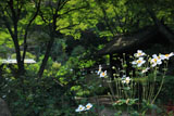 瑞泉寺 シュウメイギク