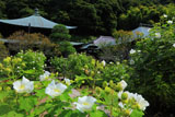 瑞泉寺 芙蓉
