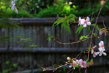 瑞泉寺の冬桜