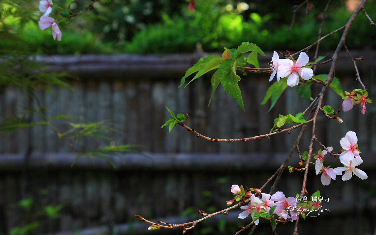 瑞泉寺の冬桜 壁紙