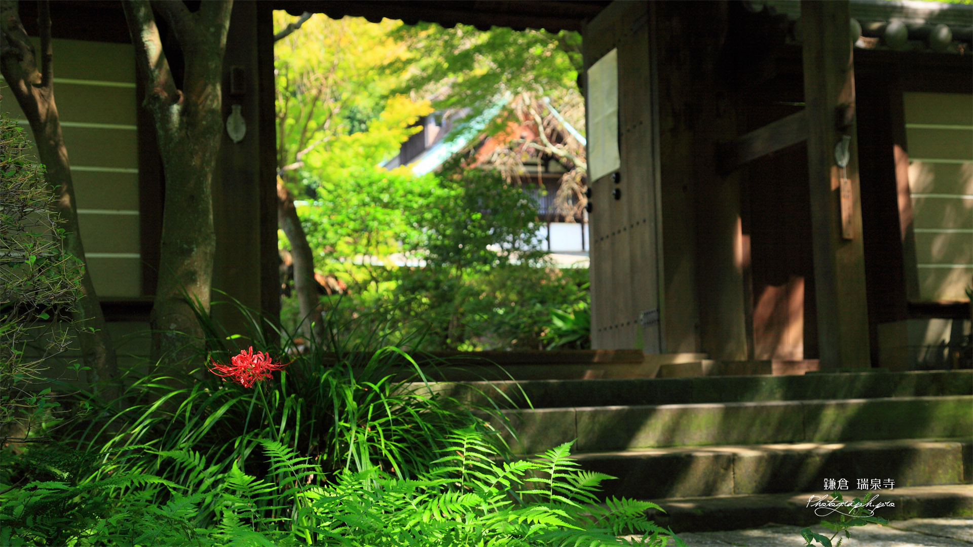 瑞泉寺 彼岸花と山門越しの庫裡