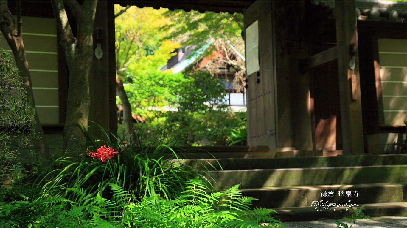 瑞泉寺 彼岸花と山門越しの庫裡 壁紙