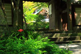 瑞泉寺 彼岸花と山門越しの庫裡