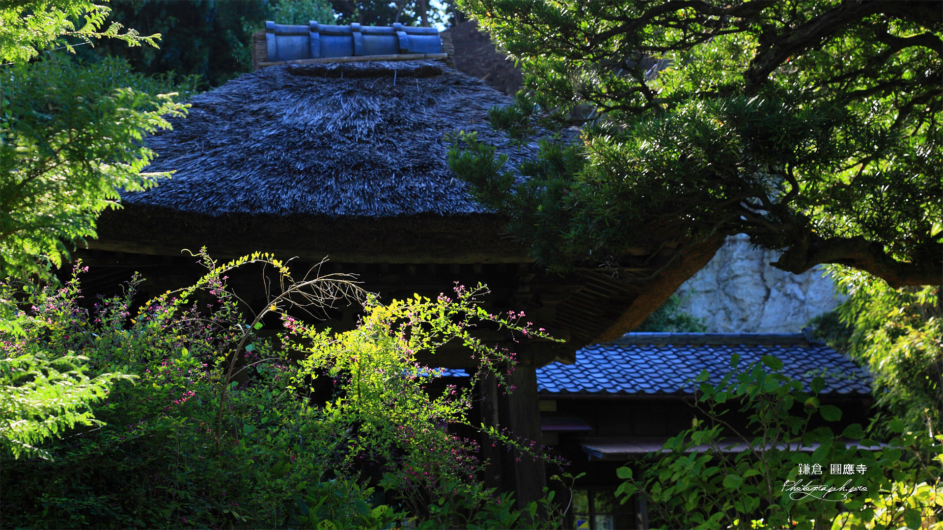 鎌倉円応寺 ハギと鐘楼
