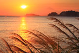 材木座 飯島岬の夕芒