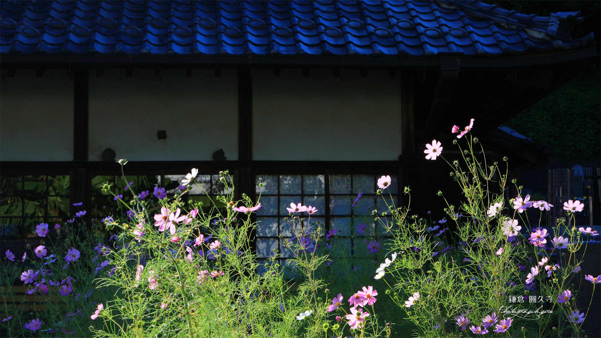 鎌倉圓久寺 コスモス
