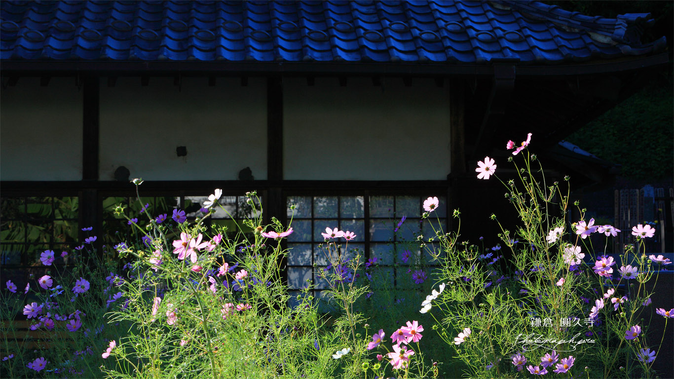 鎌倉圓久寺 コスモス 壁紙