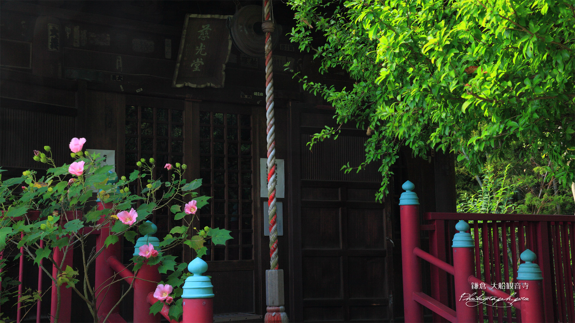 大船観音寺 フヨウと慈光堂