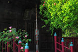 大船観音寺 芙蓉と慈光堂
