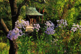 鎌倉龍宝寺の紫苑と稲荷堂