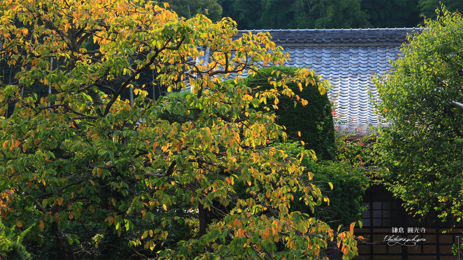 鎌倉円光寺 柿の木の紅葉