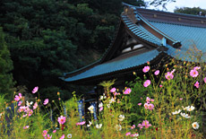 青蓮寺