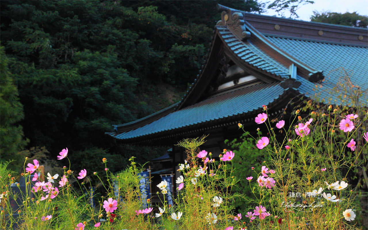 鎌倉青蓮寺 コスモスと本堂 壁紙