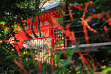 荏柄天神社のミズヒキ
