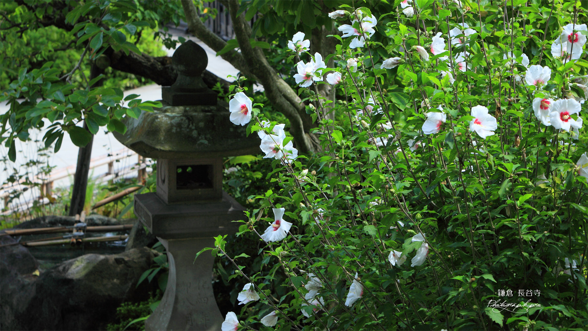 鎌倉長谷寺のムクゲ
