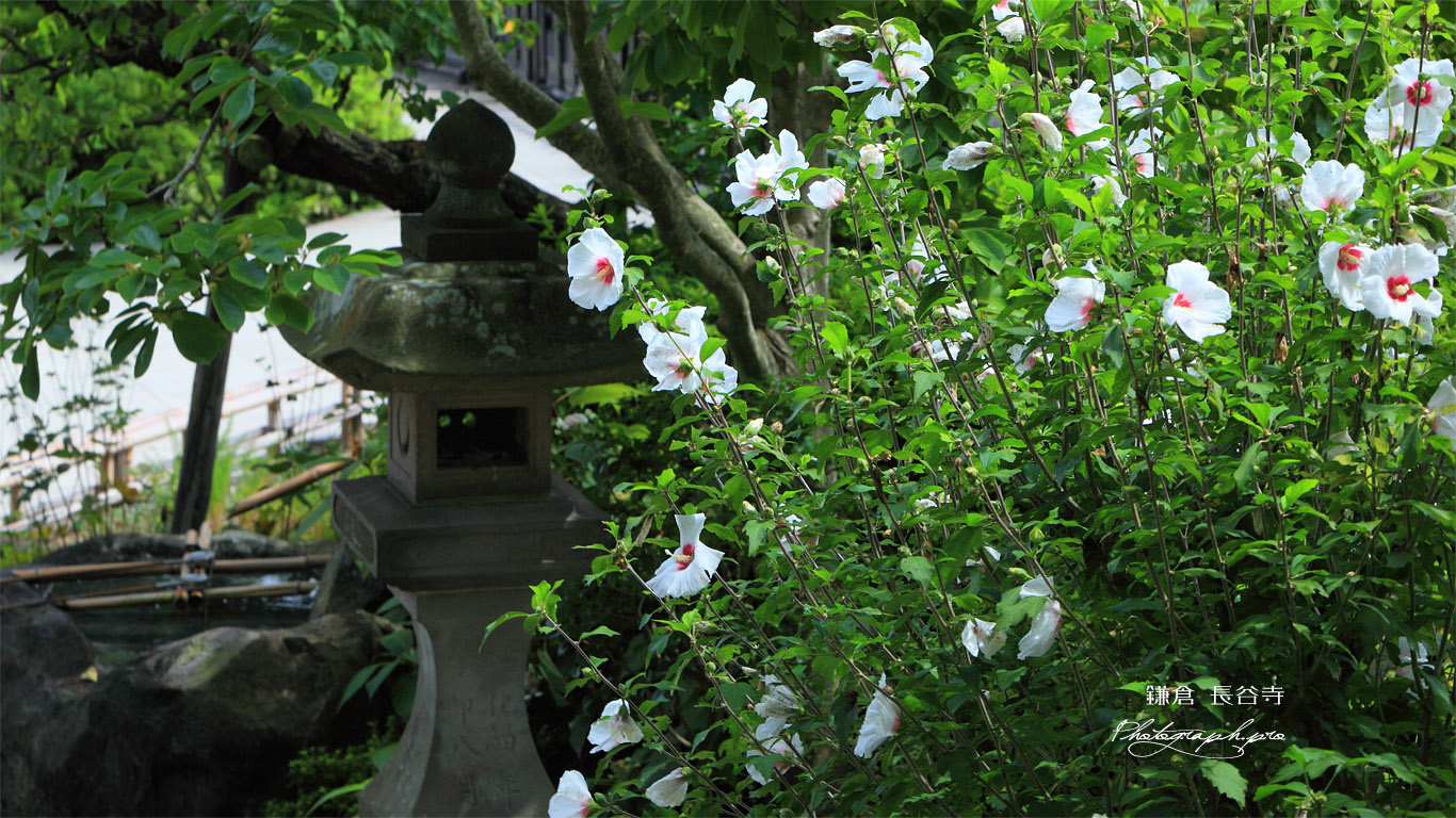 鎌倉長谷寺のムクゲ 壁紙