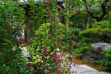 鎌倉光則寺のハギ