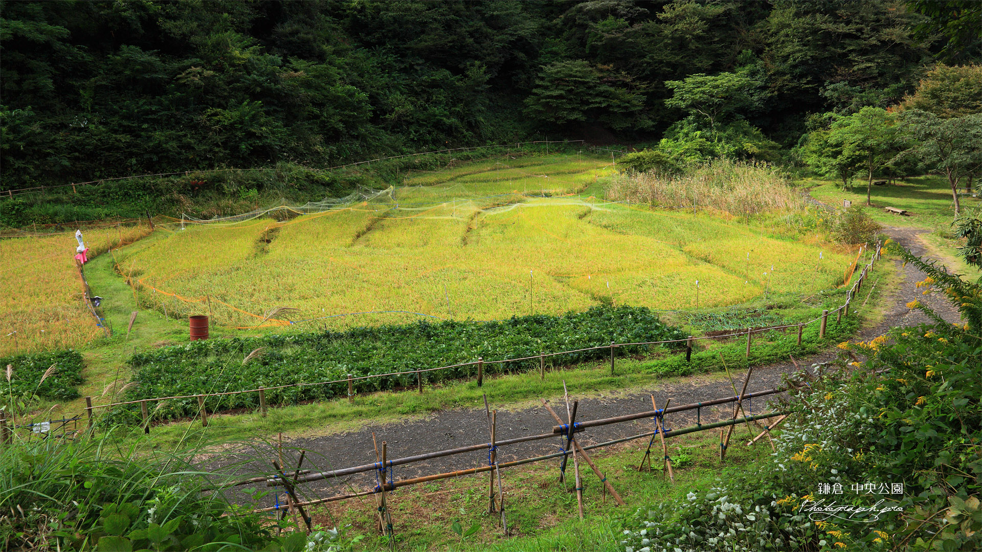 鎌倉中央公園 谷戸田の秋穂