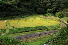 鎌倉中央公園