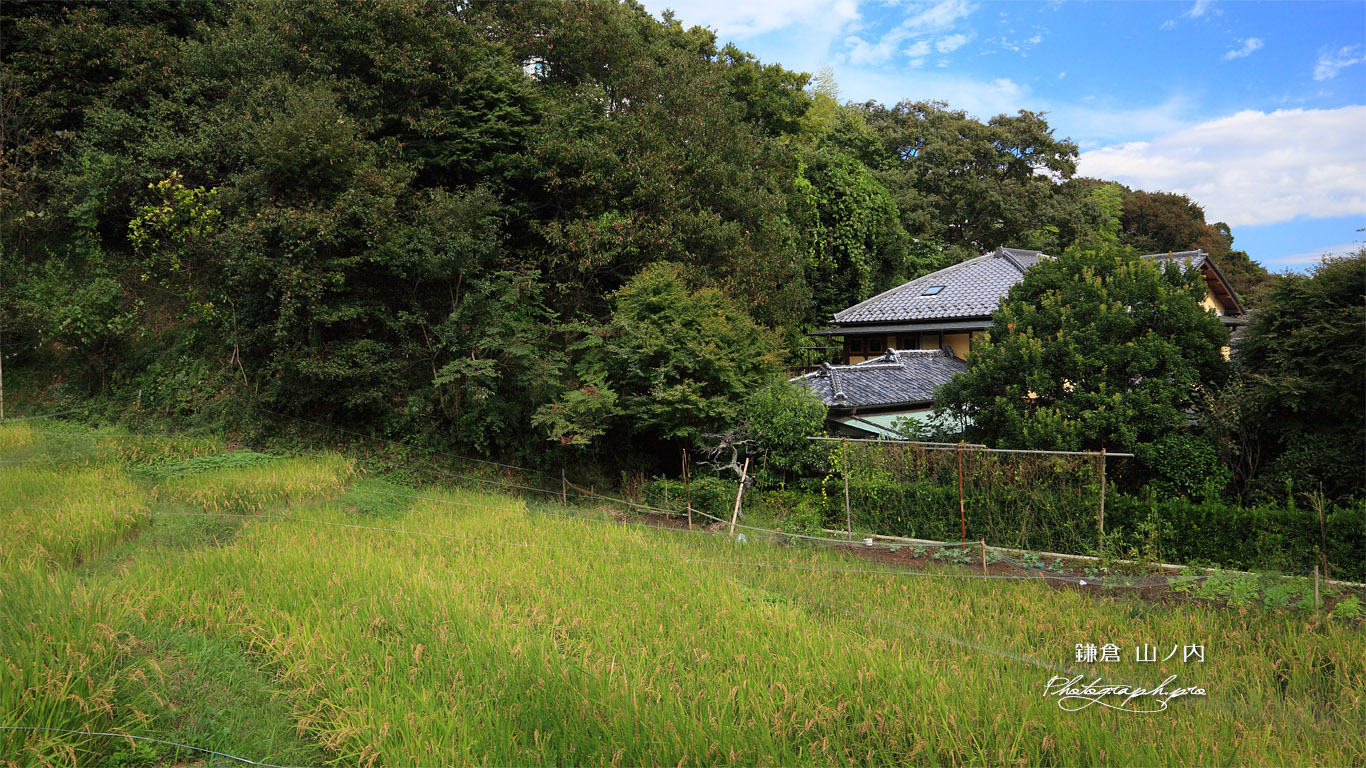 鎌倉山ノ内 田圃の稲穂 壁紙