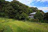 鎌倉山ノ内 田圃の稲穂