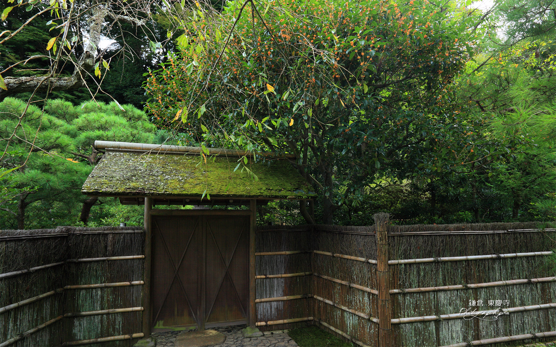 東慶寺 寒雲亭の金木犀