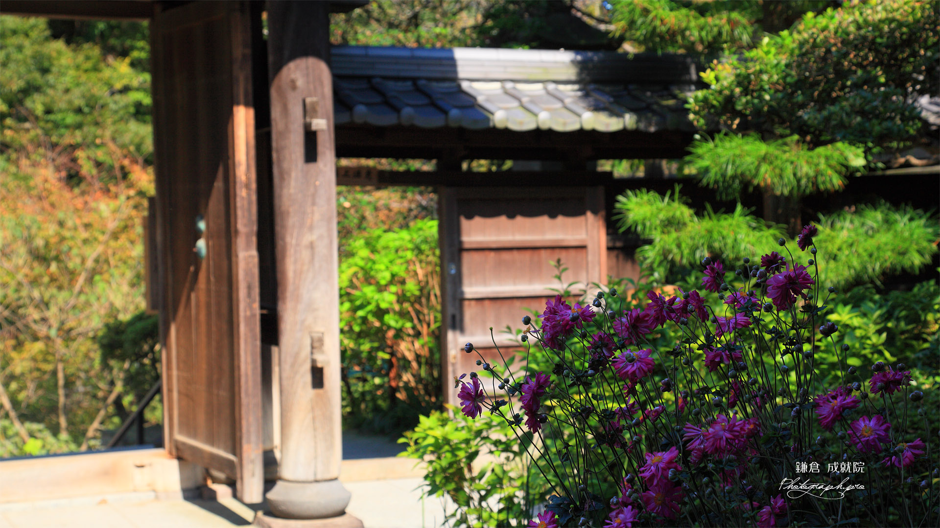 成就院 秋明菊と山門