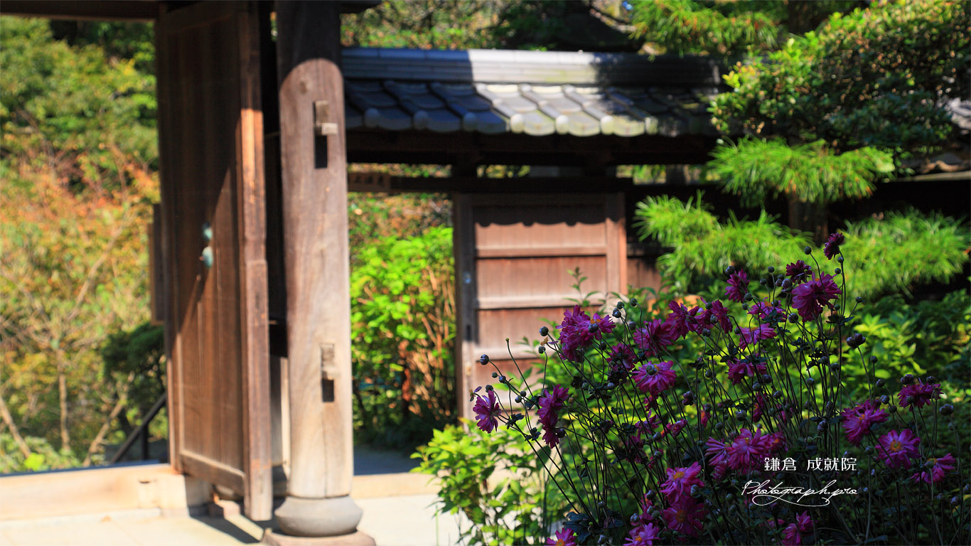 成就院 秋明菊と山門 壁紙