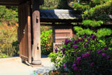 成就院 秋明菊と山門
