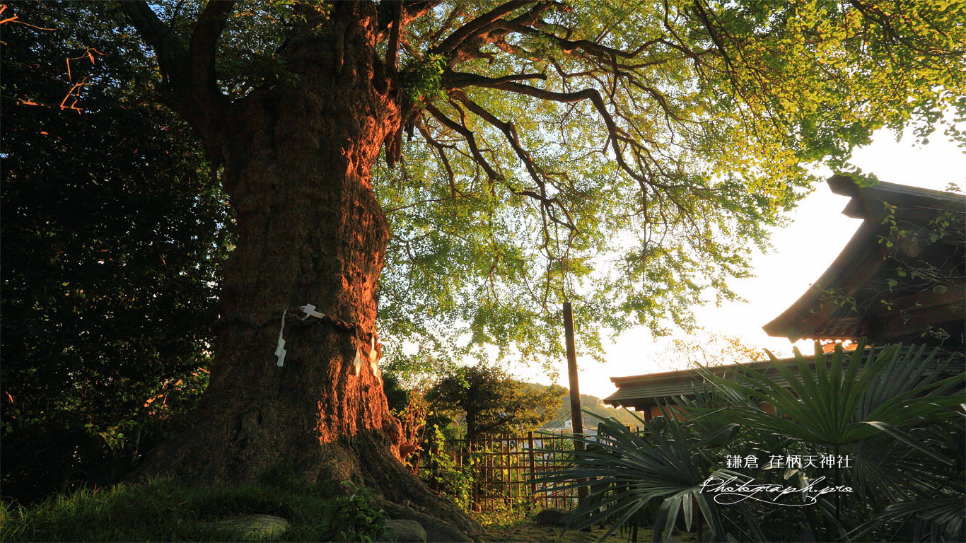 荏柄天神社 初秋の大銀杏 壁紙
