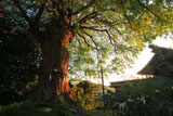 荏柄天神社 初秋の大銀杏