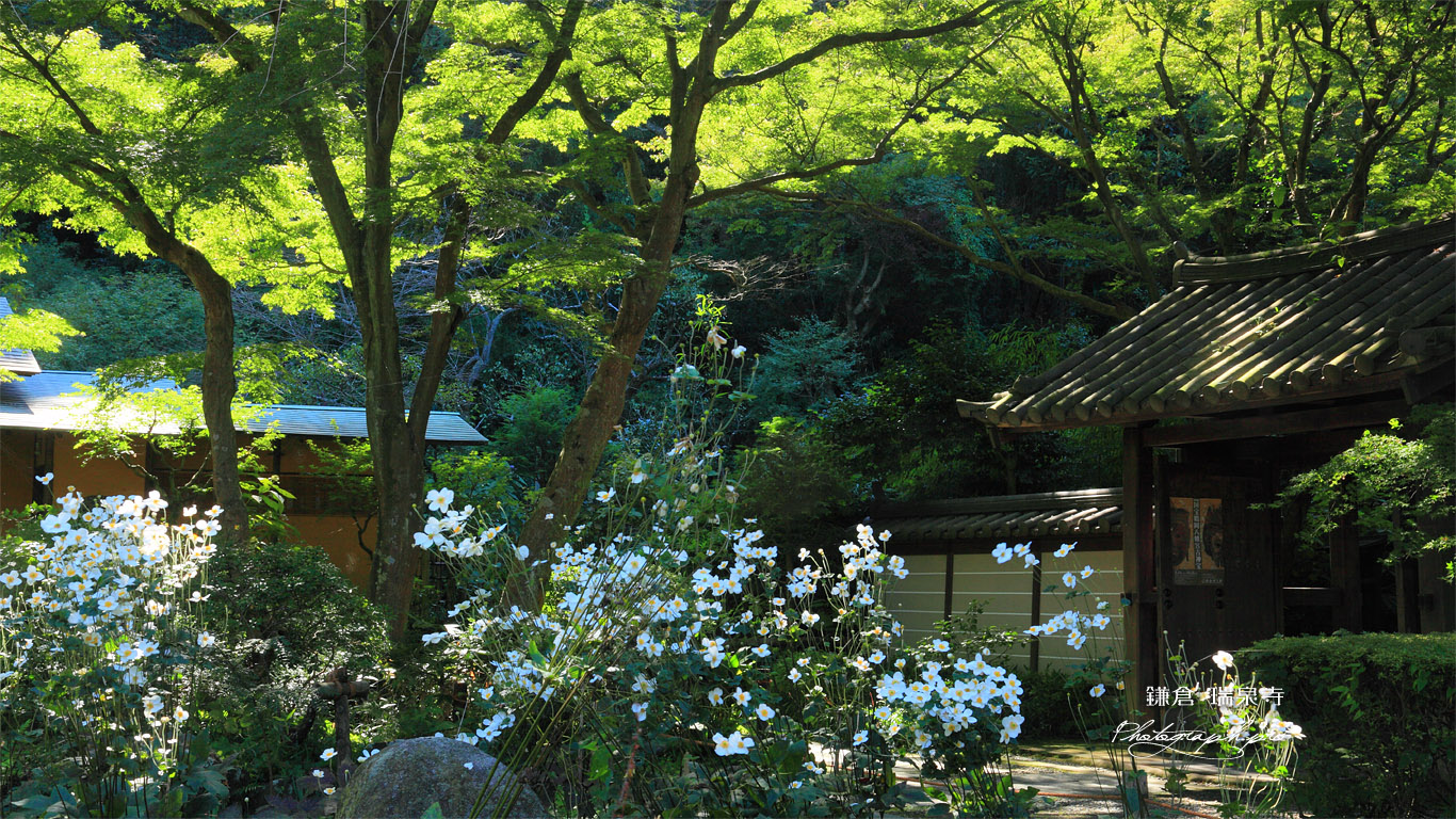 瑞泉寺 秋明菊と山門 壁紙