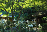 瑞泉寺 秋明菊と山門