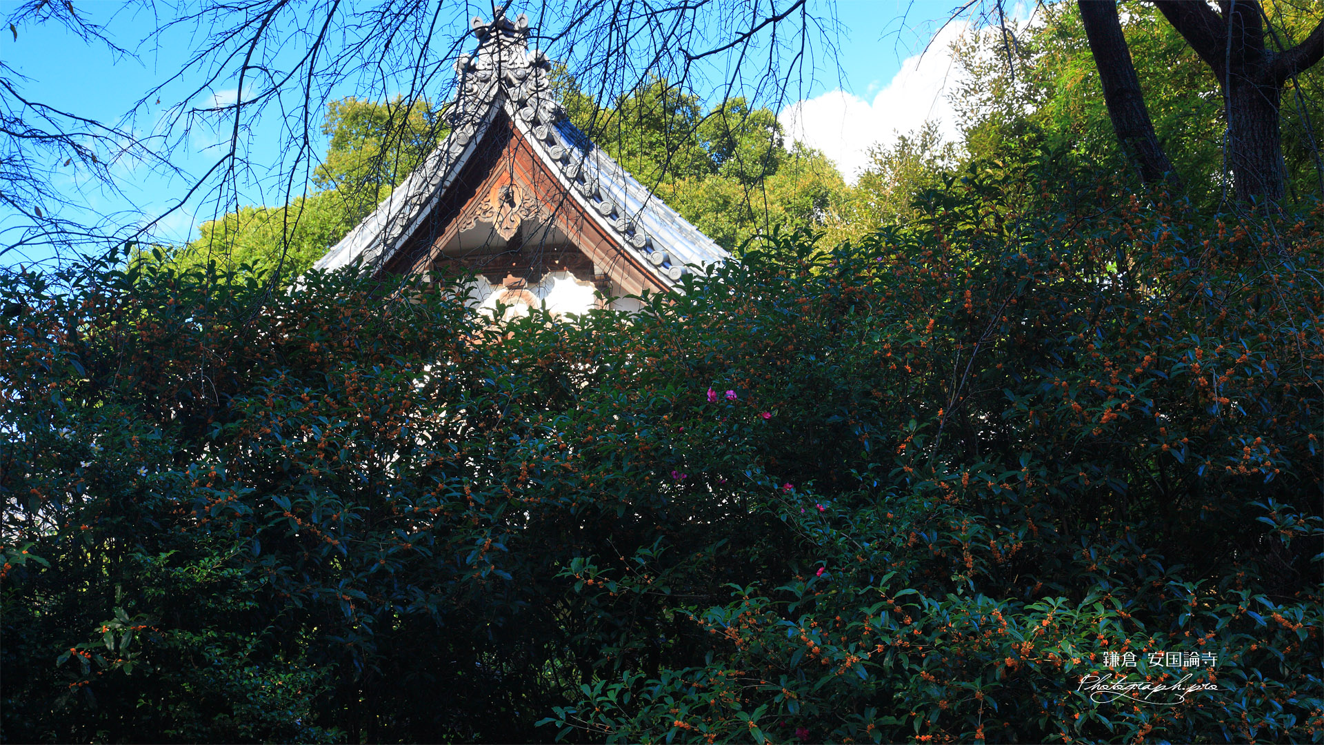 安国論寺 キンモクセイと本堂