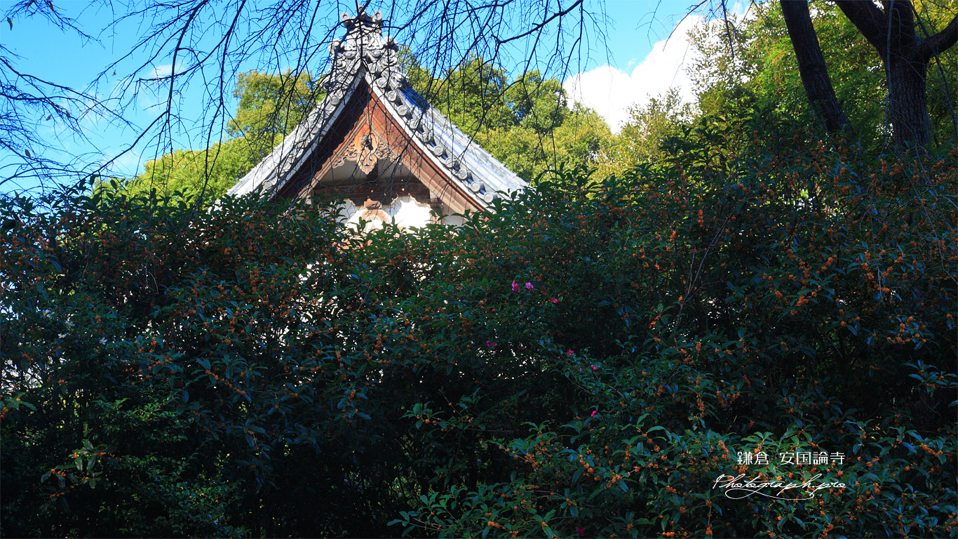 安国論寺 キンモクセイと本堂 壁紙