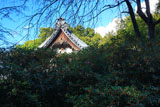 安国論寺 キンモクセイと本堂