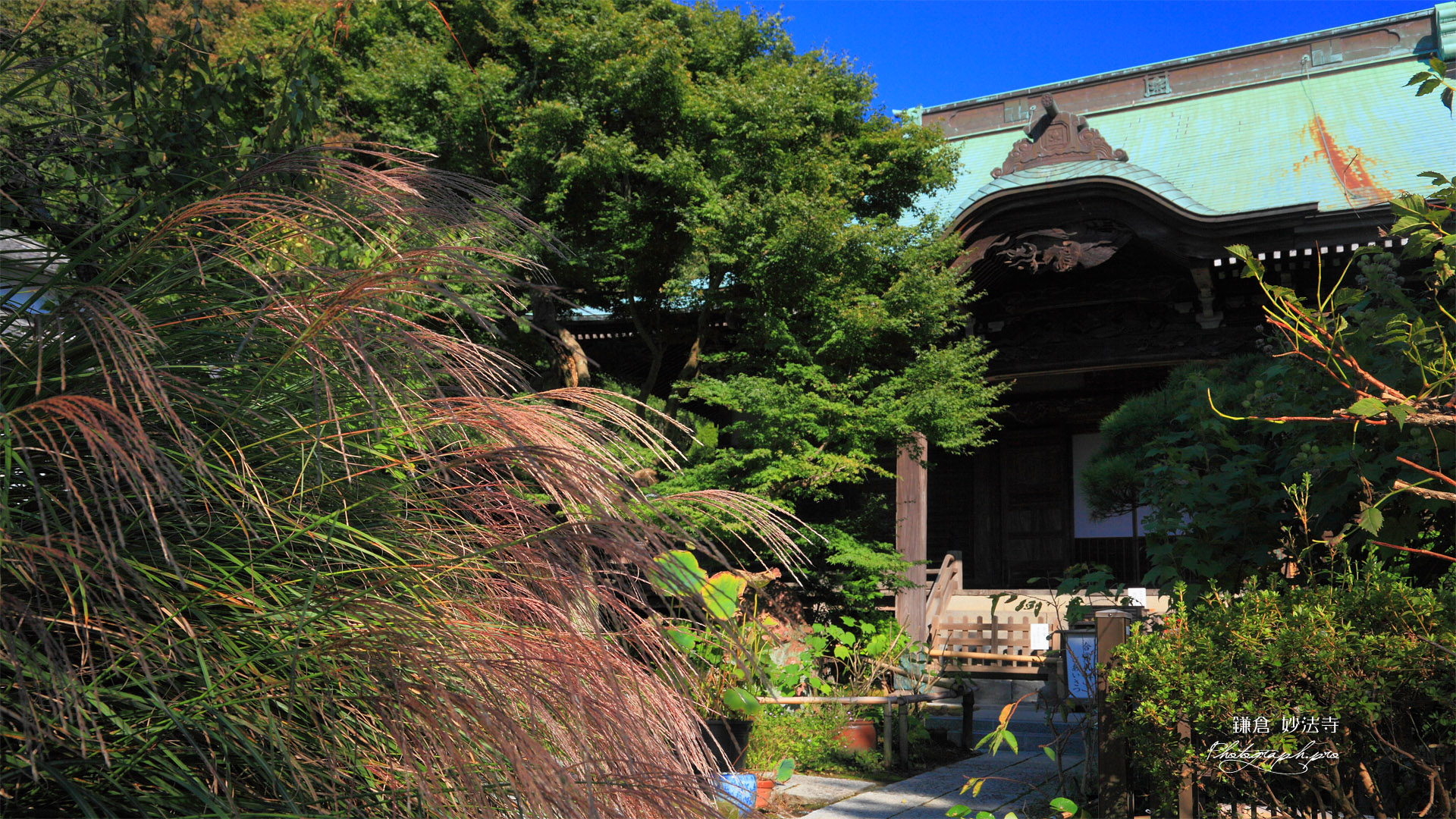 鎌倉妙法寺 ススキと本堂