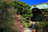 鎌倉妙法寺 ススキと本堂