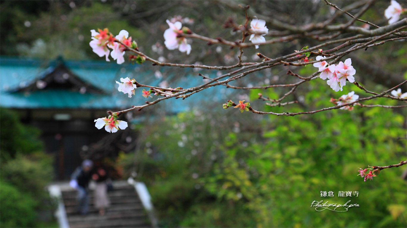 鎌倉龍宝寺の冬桜 壁紙